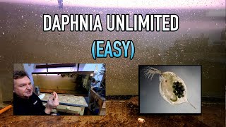 How I Raise Daphnia Water Fleas And You Can Too [upl. by Derdle]