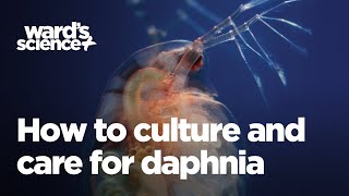 Caring and Culturing for Daphnia [upl. by Ecneret]