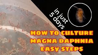 How to Culture Magna Daphnia Easily [upl. by Croom748]