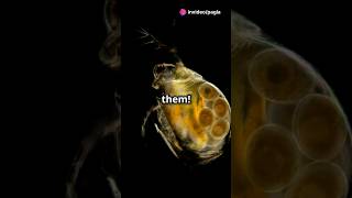 How to culture Daphnia for your Aquarium [upl. by Oterol161]