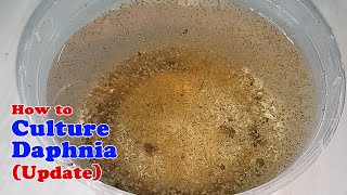 How to Culture Daphnia Update with ZERO Cost  Unlimited Live Food for Our Fish [upl. by Normalie]