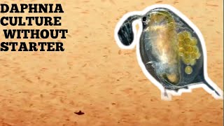 HOW TO CULTURE DAPHNIA NATURALLY WITHOUT A STARTER [upl. by Ahteres]