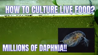 How to Culture Daphnia Secret Method to Breed MILLIONS  Simply Aquatic [upl. by Cheffetz]