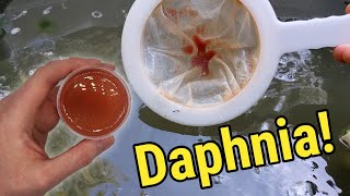 How I Culture Daphnia In Outdoor Tubs [upl. by Arodnap12]