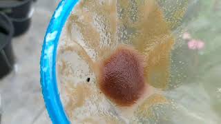 How to culture daphnia moina in a small container Part 1 English Subtitle [upl. by Caresa]