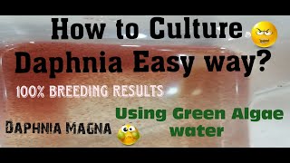 Daphnia MagnaHow to Culture Daphnia Easy wayCulturing Daphnia using Green water Daphnia [upl. by Htidirem]