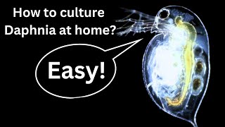 BEST Live Fish Food Beginner guide How to Culture Daphnia at home [upl. by Ttennaej]