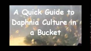 How to culture daphnia outside [upl. by Narak]