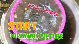 How to culture daphnia moina the easy way 1  Starting the Daphnia culture [upl. by Sansbury]