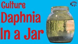 How to Culture Daphnia in a Jar [upl. by Vitale]