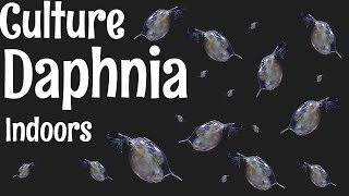 How to Culture Daphnia [upl. by Nnaarual]