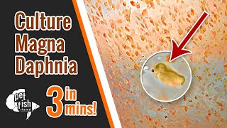 How to culture DAPHNIA MAGNA  The easy way [upl. by Charmine]