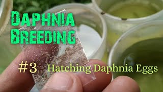 Daphnia Culture made simple and easy 3  Hatching Daphnia eggs [upl. by Danas450]