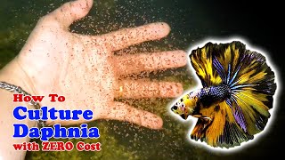 How to Culture Daphnia with ZERO Cost  Unlimited Live Food For Our Fish [upl. by Akemrej]