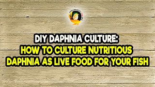 DIY Daphnia Culture How to Culture Nutritious Daphnia as Live Food for Your Fish [upl. by Yenittirb64]