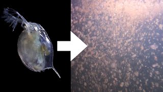 How I Culture Daphnia [upl. by Mauceri427]