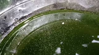 DAPHNIA MOINA CULTURE IN A SMALL BUCKET [upl. by Lemart]