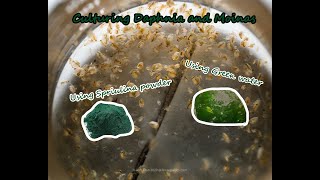 How To Culture Daphnia and Moinas using Green Water Spirulina powder [upl. by Hoes]