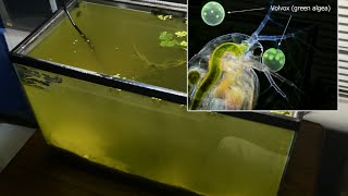 Raising Daphnia for the Freshwater Aquarium [upl. by Becker]