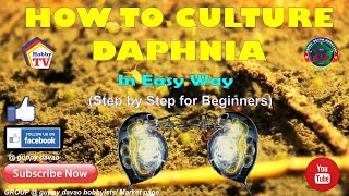 HOW TO CULTURE DAPHNIA In Easy Way [upl. by Notluf]